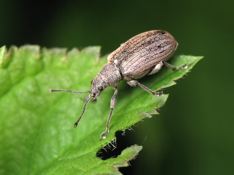 Phyllobius pyri (Linnaeus, 1758)